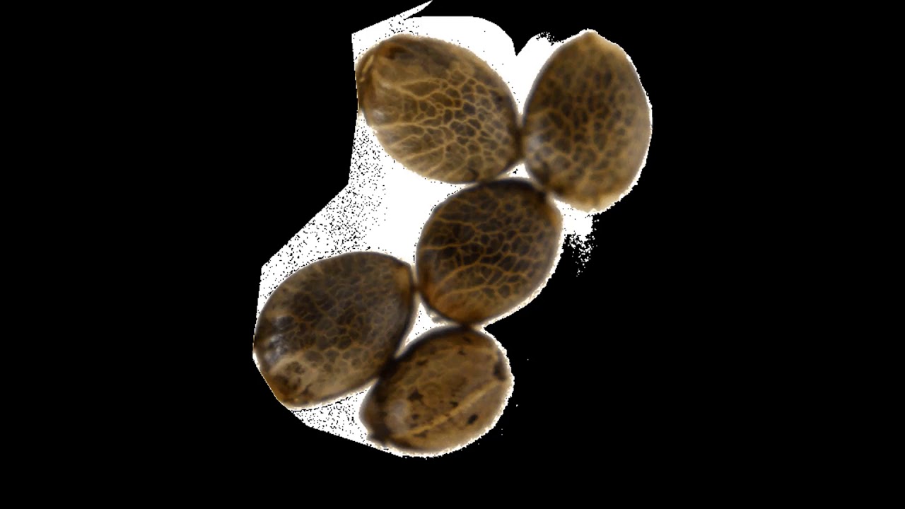 Super Skunk Seeds