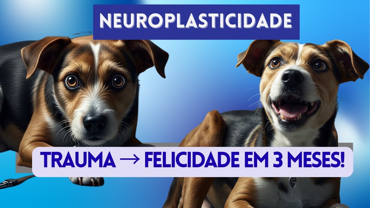 Neuroplasticidade Canina Completa: Do Filhote ao Idoso – Cérebro que se Transforma!