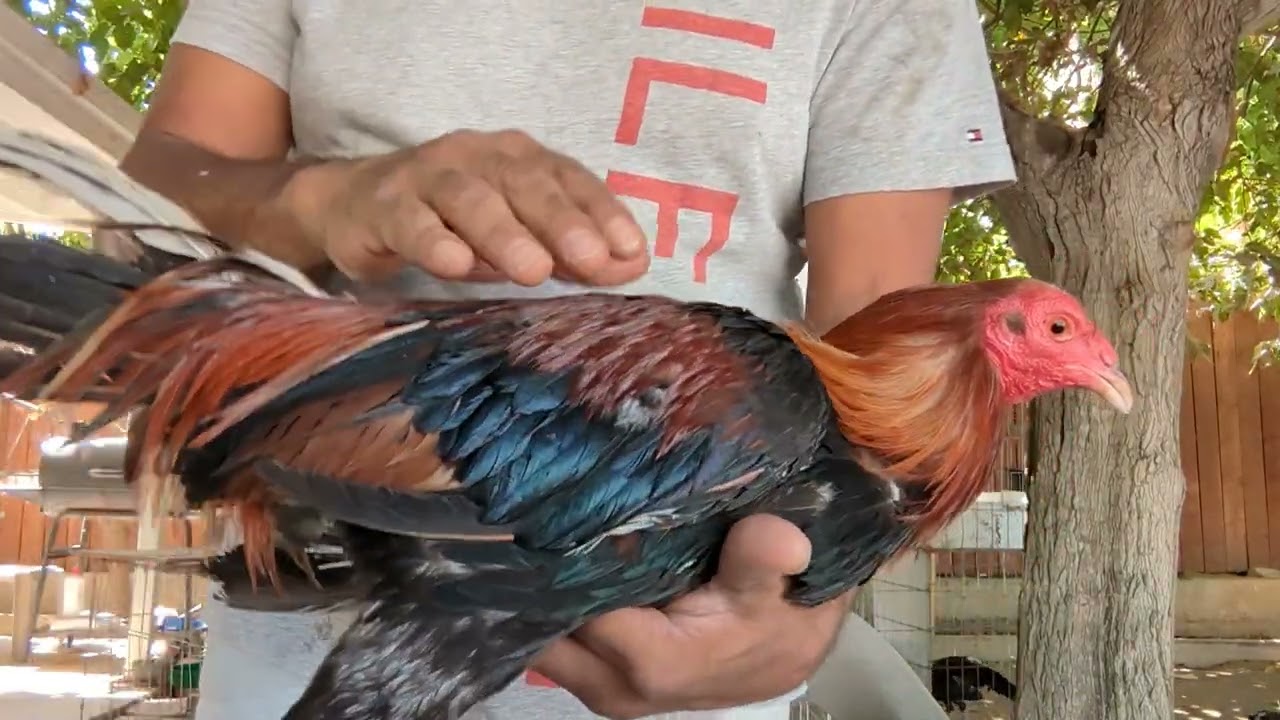 CUTTING SPURS THE EASY WAY IN MY OPINION #fightingroosters #galloperuano #gallos  #gallocubanofino