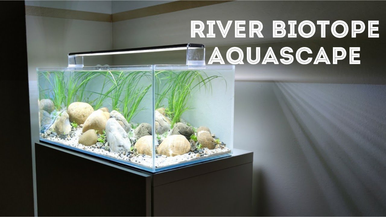 How to Aquascape a River Biotope Aquarium (Step by Step Tutorial)