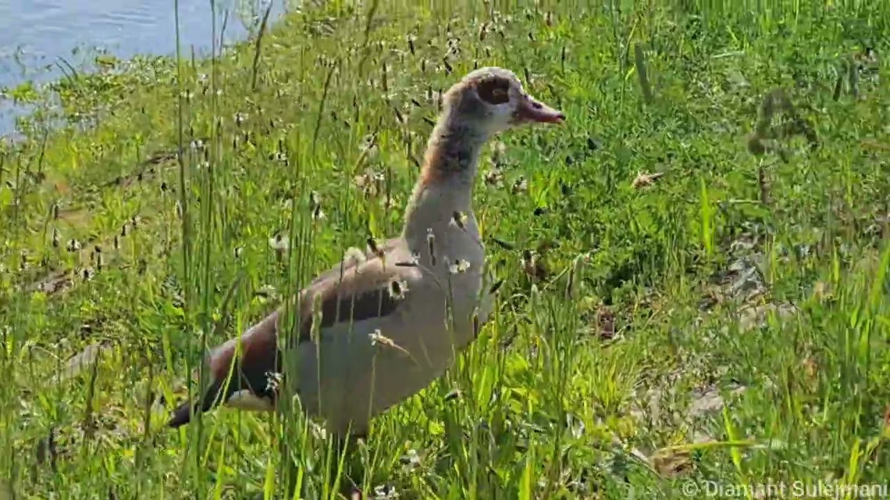 Egyptian goose Mother call / Nilgans Mutter ruf Parkinsel in Ludwigshafen am Rhein