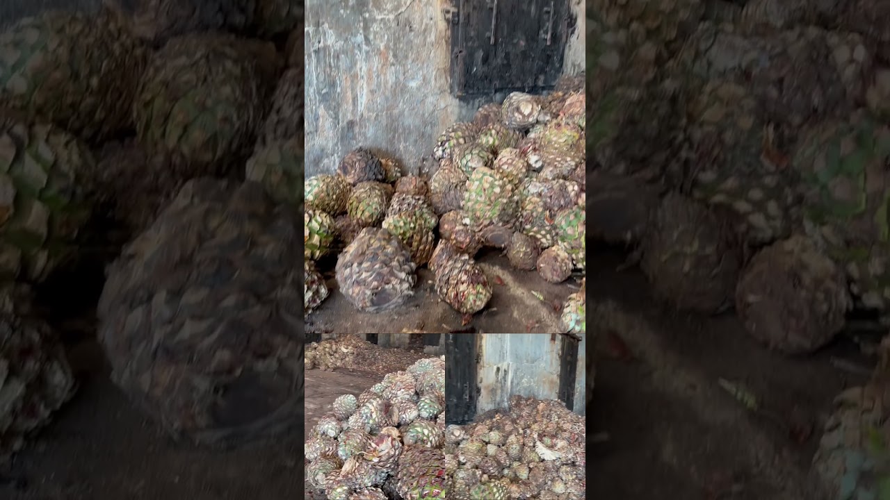 This is Blue Weber agave aka Tequila before and after it’s cooked 👀 