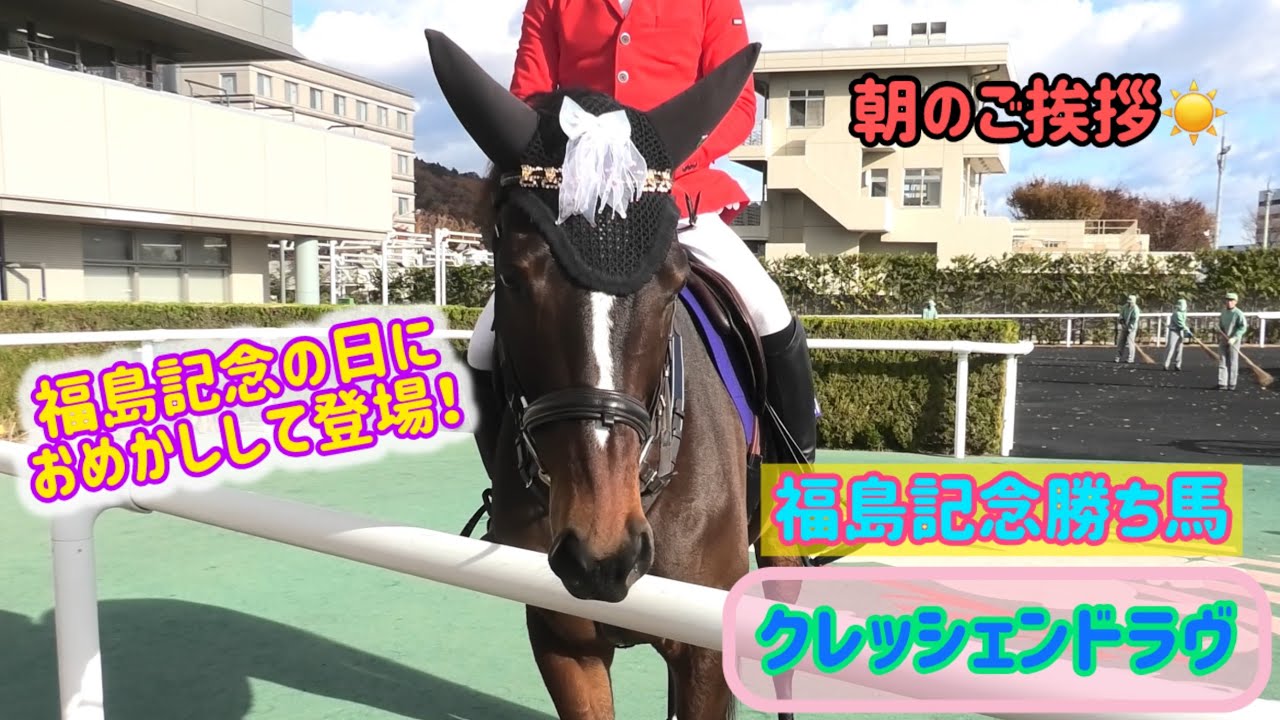 【誘導馬】リボンとレースでおめかししたクレッシェンドラヴ🎀箱を舐めたりカニ歩きしたり大ファンサ💕【福島記念2025】
