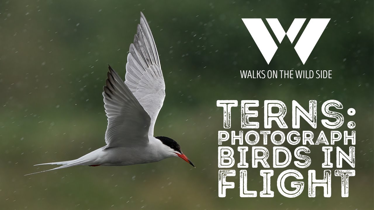 Terns - How to photograph birds in flight