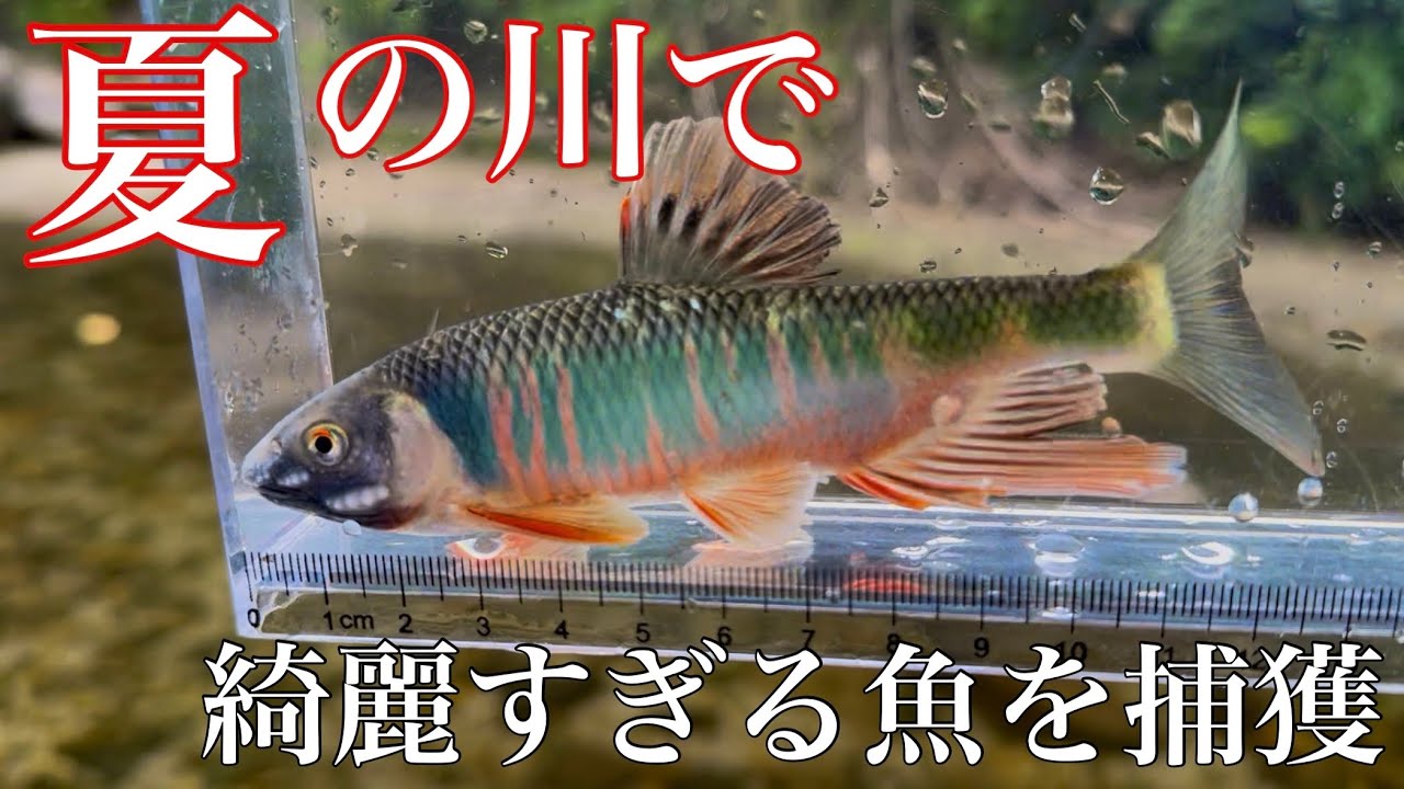 夏の綺麗な川でガサガサしてみると…？【ガサガサ・小物釣り】