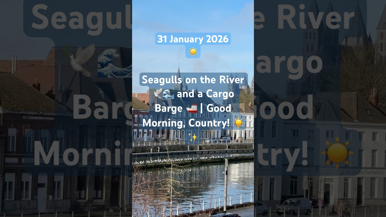 Seagulls on the River 🕊️🌊 and a Cargo Barge 🚢 | Good Morning, Country! ☀️✨ 