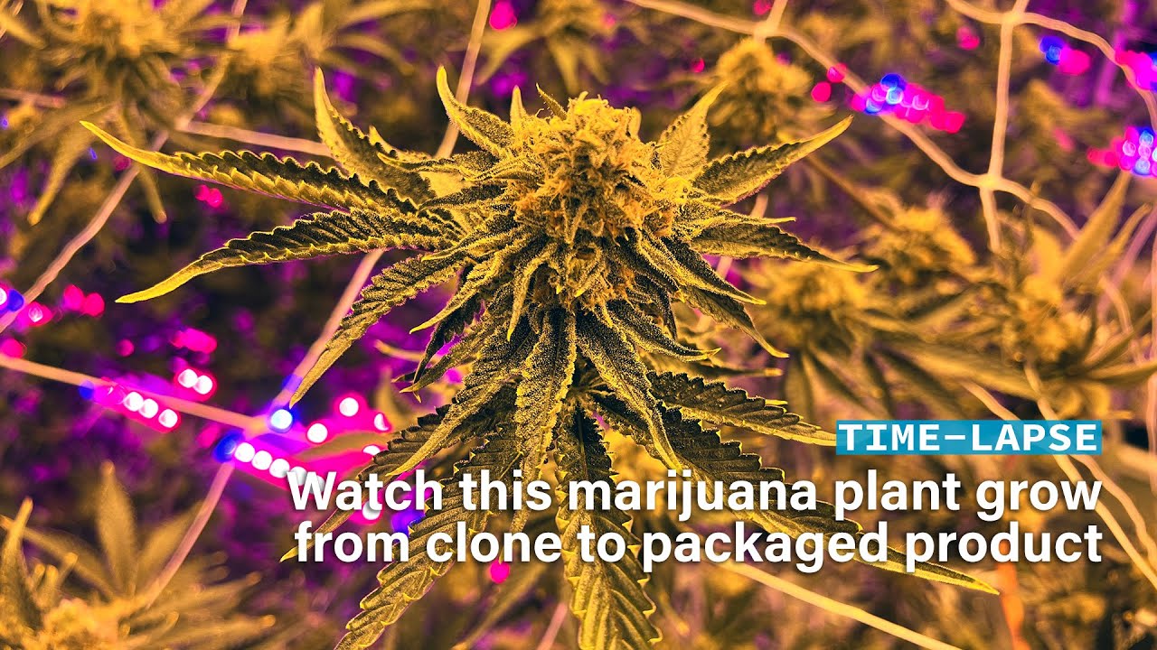 Time lapse: Watch a marijuana plant grow from clone to packaged product in Arizona