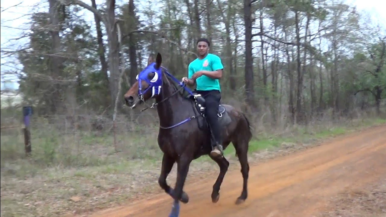 Douglassville Texas Singlefooting Trail Ride