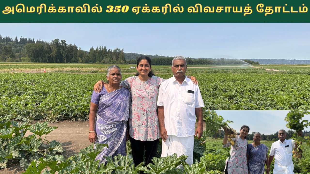 U-Pick vegetables in Bailey farm, snohomish-wa | 350 Acres Big Agriculture Farm | | USA Tamil Vlog |