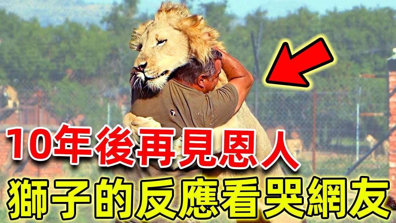 男子拯救馬戲團受虐小獅子，10年後再見恩人，獅子的反應看哭無數網友！ |