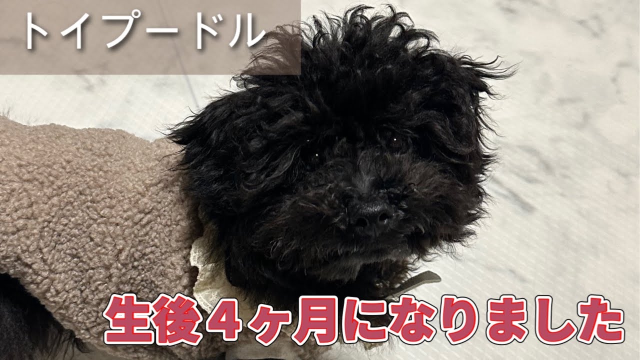 第376話【子犬 トイプードル】生後４ヶ月を迎えたやんちゃ盛りのトイプードル
