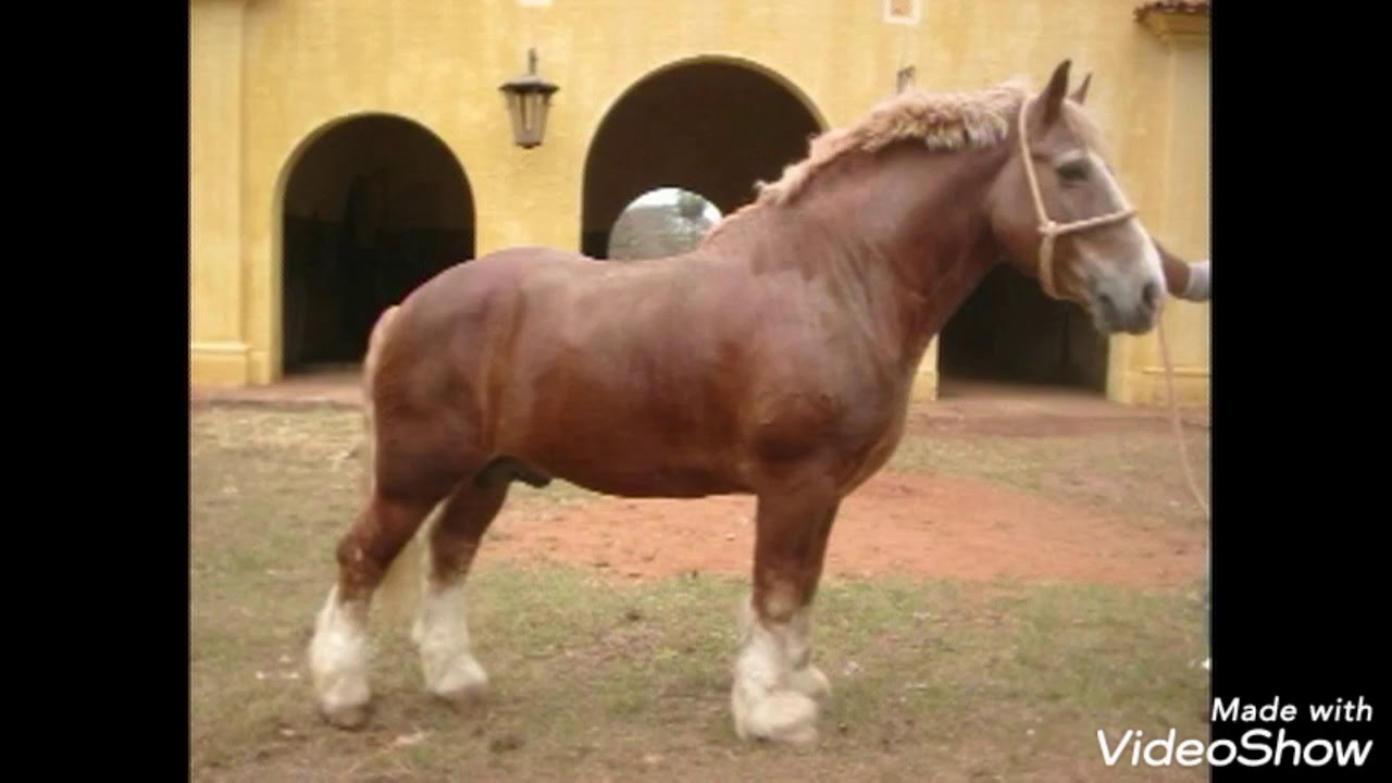 Origem na França e Histórico no Brasil do Cavalo Bretão
