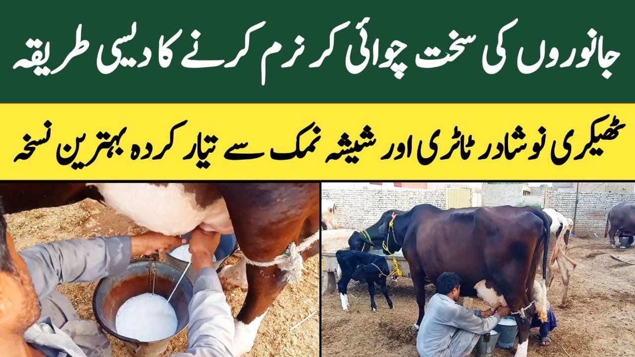 Janwaron ki Chuwai ko Naram karny ka tarika | Sakht Chuwai ka ilaj