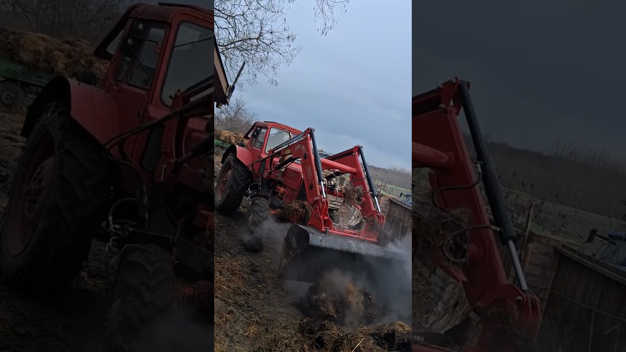 Trágya pakolás.