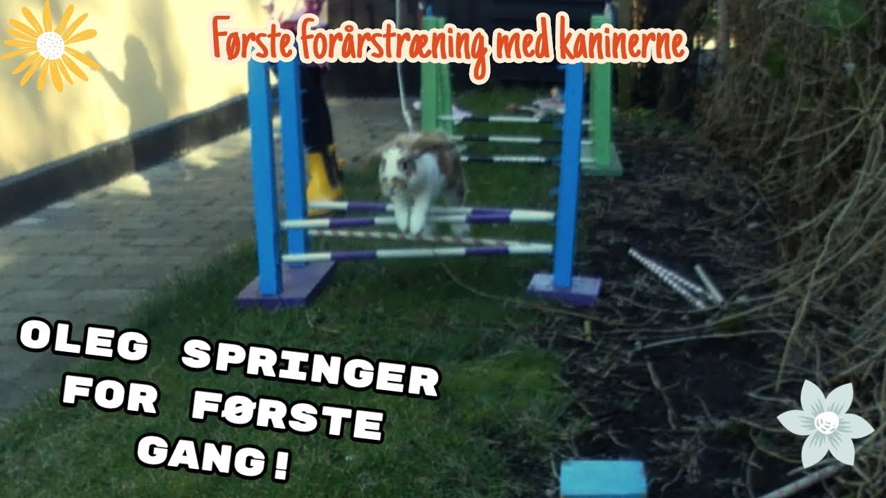 Forårs træning med kaninerne l Vlog med Olivias Verden