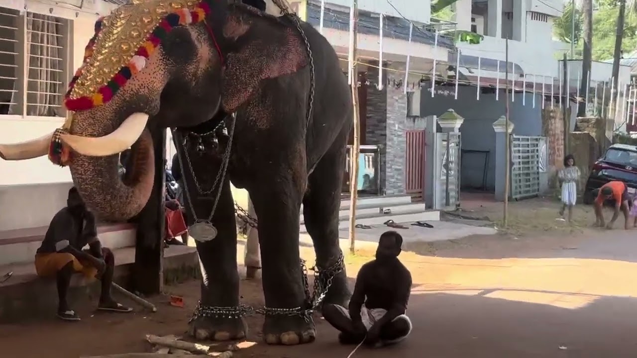 ആനയും ബാന്റും ആയി പഴഞ്ഞി പള്ളി പകൽ പെരുന്നാൾ കാഴ്ചകൾ ✌️🐘🎺🥁2k25