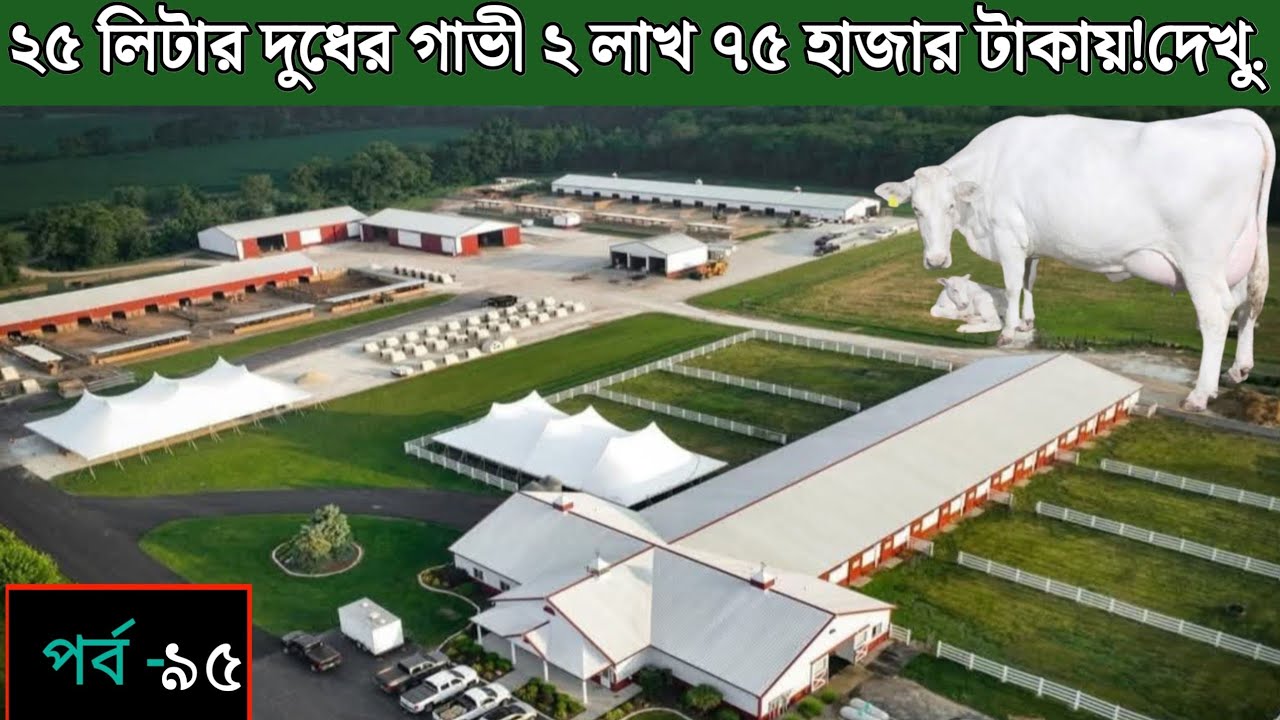  ২৫ লিটার দুধের গাভী ২ লাখ ৭৫ হাজার টাকায়! দেখু...🎥01858-511515