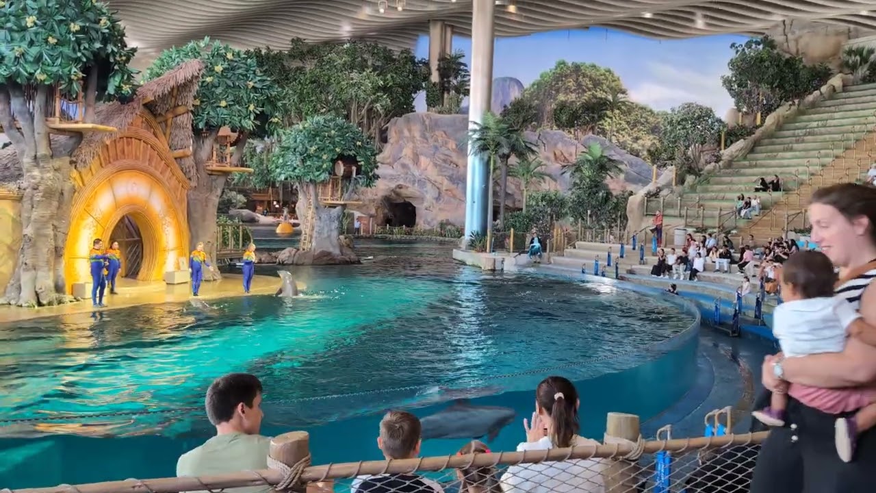 Dolphin show.... Continue