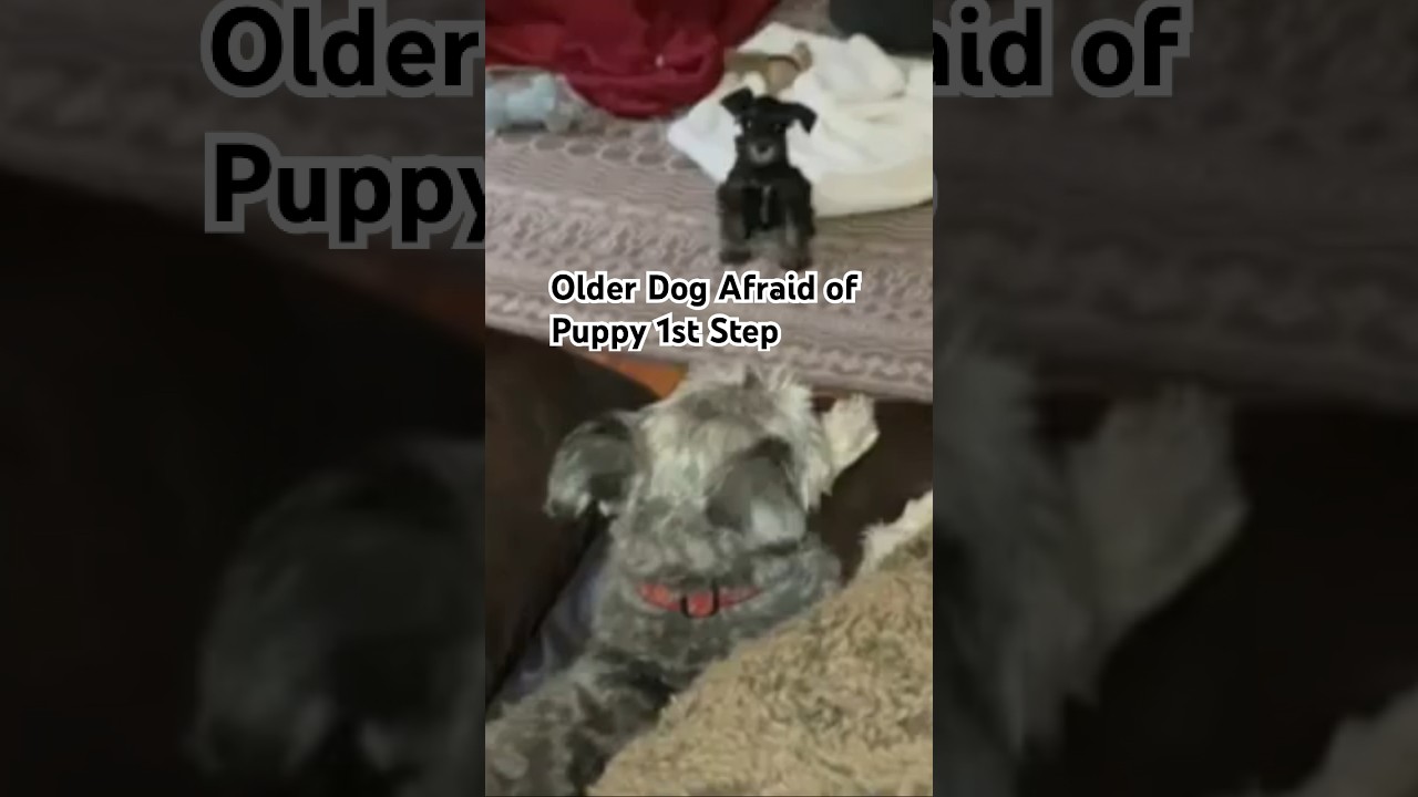 Older Dog Is Afraid of New Puppy: Steps for a Successful Introduction