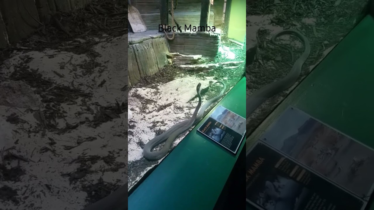 Huge Black Mamba Snake in London Zoo