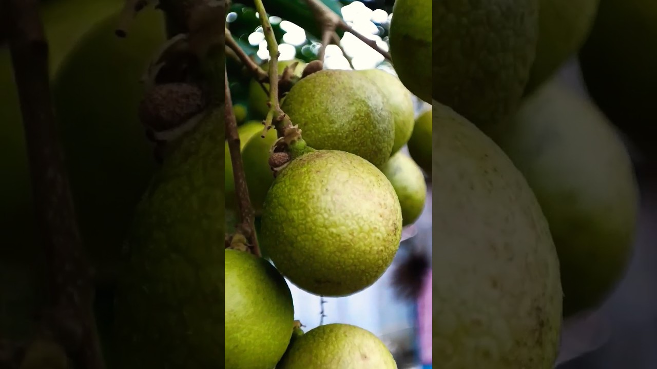 Many big Green Longan Fruit Asian #longan #fruit #nature #shorts