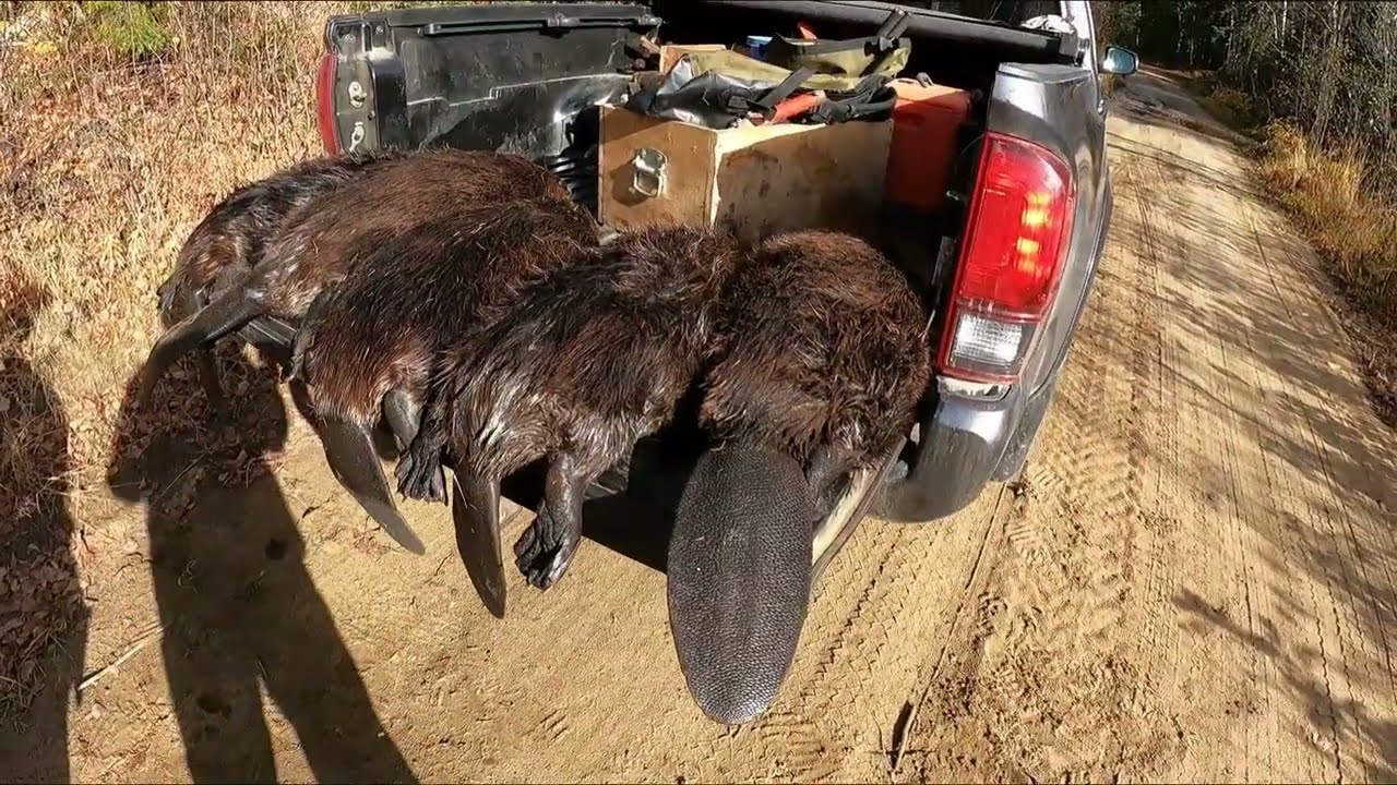 Musher's Tails: Second Beaver Trap Check 2025