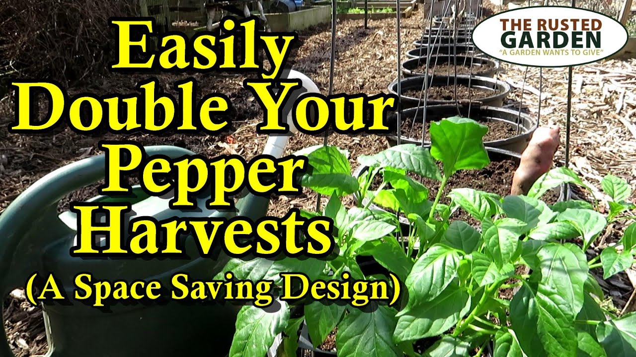 Double Your Pepper Harvests with this Simple Garden Bed Design: More Peppers & Less Resources!