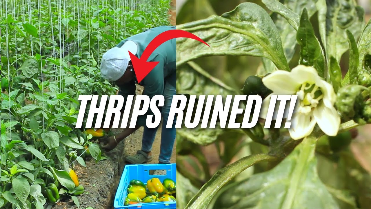 Thrips Ruined Our Bell Peppers: Terminating for a New Cycle