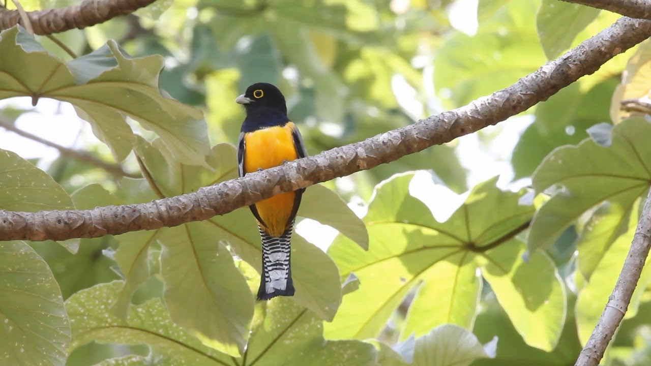 Birding with MRN - Gartered Trogon