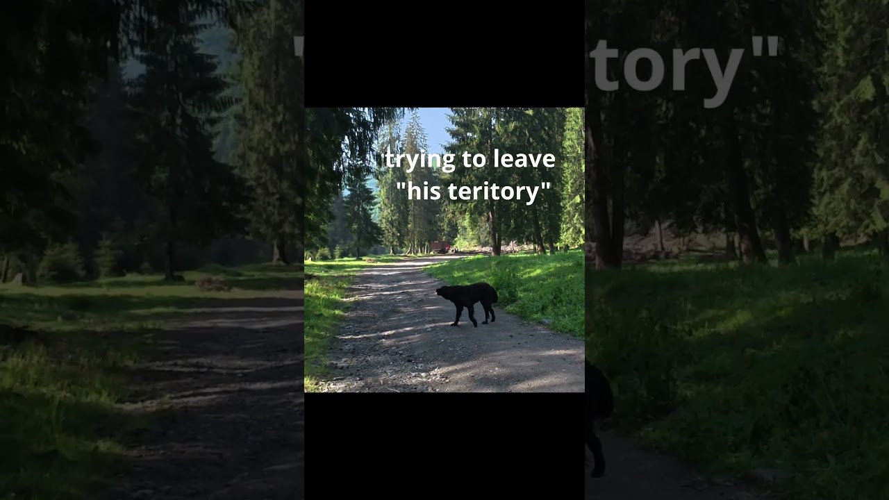 pepper spray vs dog