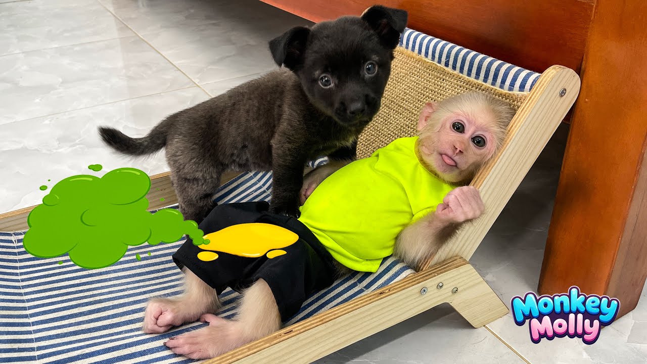 Baby Monkey Molly’s Reaction When Her Puppy Pees on Her During Nap