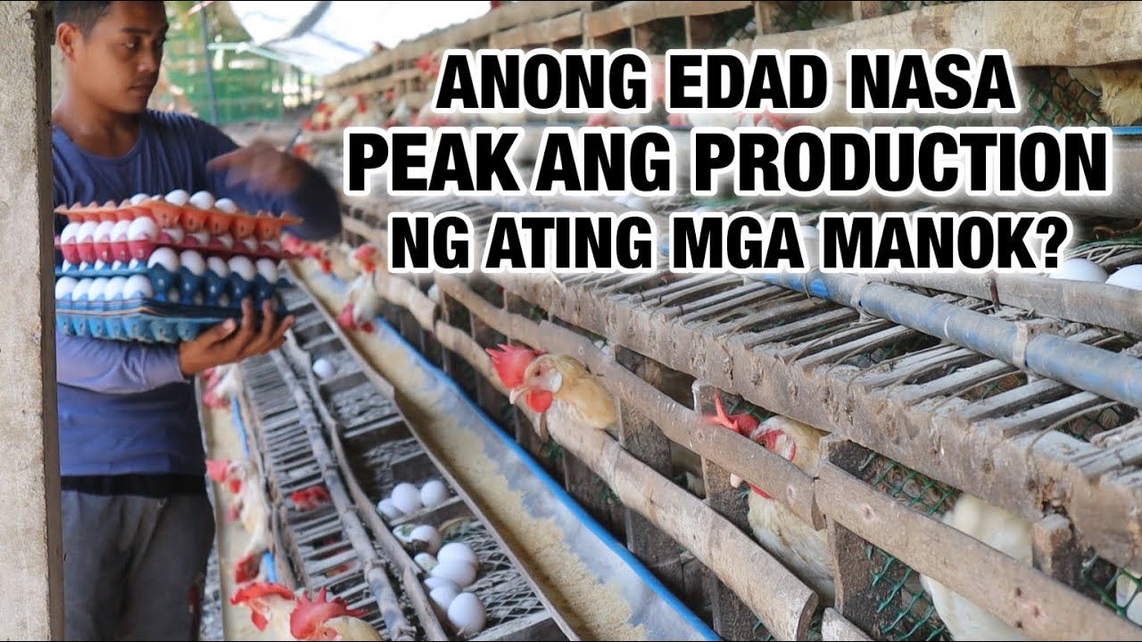 KAILAN ANG PEAK NG PRODUCTION NG LAYER CHICKEN?