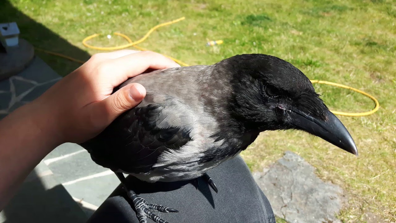 Lucifer the tame Hooded Crow jumps on my lap to be pet