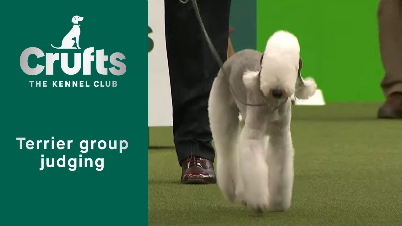 Group Judging (Terrier) and Presentation | Crufts 2023