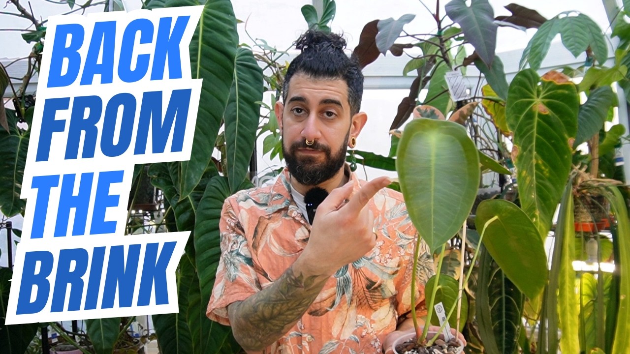 Anthurium Peltigerum Review 🌱 Growth, Care & MUST-KNOW Tips!