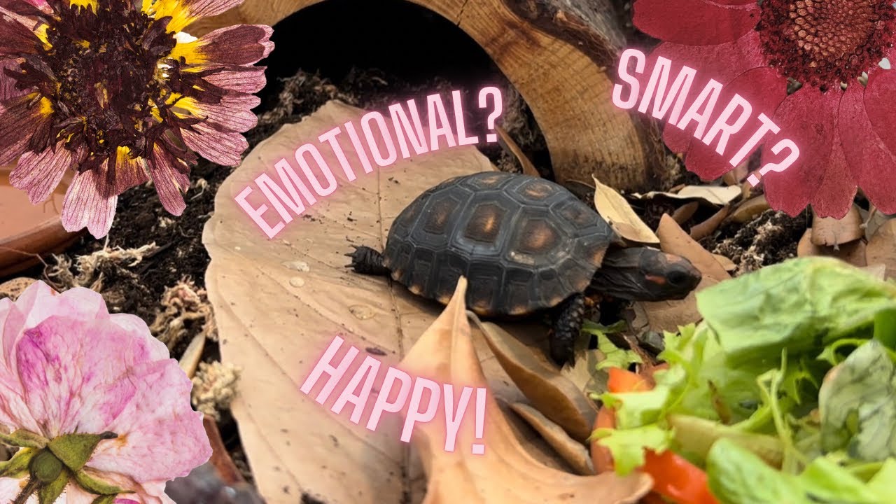 The easiest way to enrich your reptiles (and it’s cheap)!