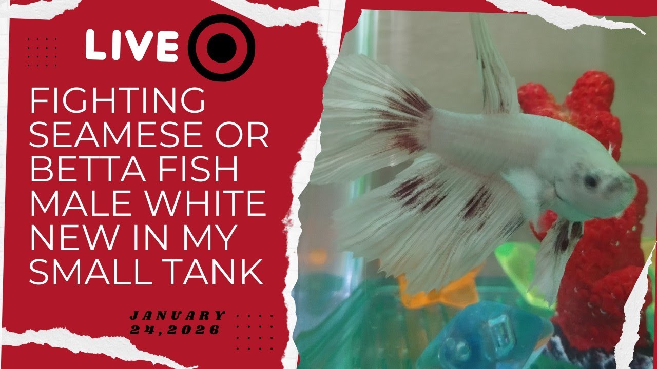 Ideas Ko Tv Live 117 Fighting seamese or Betta fish male white my small tank January 26,2026  #live 