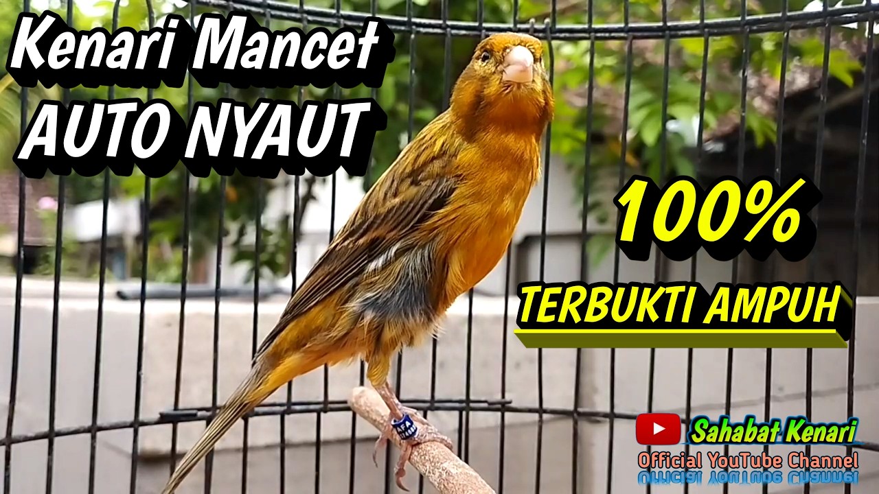 Kenari Lokal Gacor Memanggil Kenari Lain Untuk Pancingan Kenari Paud Agar Cepat Bunyi