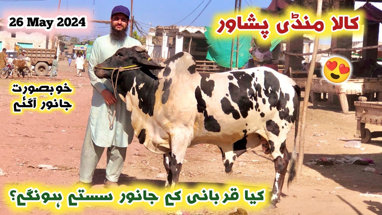 Kala Mandi Peshawar Qurbani Cattles New Updates 26 May 2024 | Maweshi Mandi | Izhar Ali Shah Vlogs