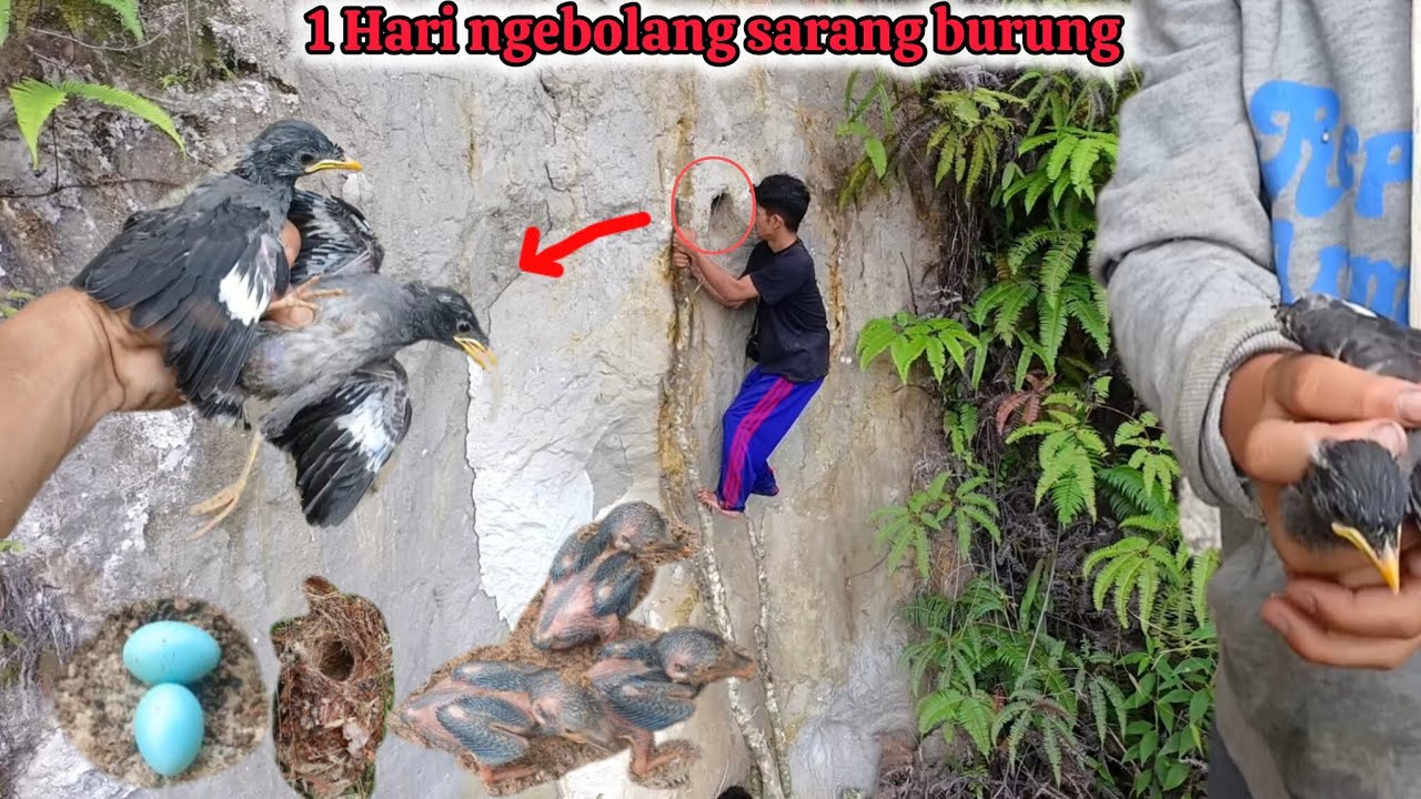 1 hari ngebolang sarang burung || poin nya mantap sekali