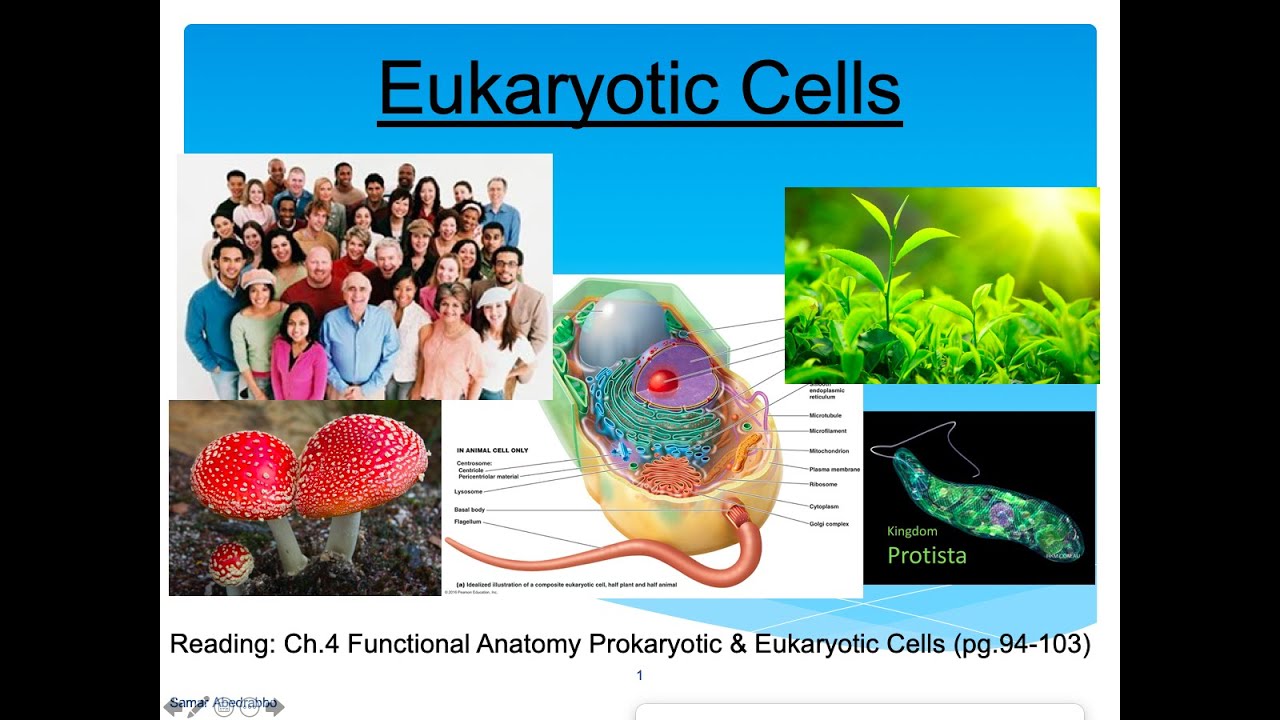 Эукариотические клетки
