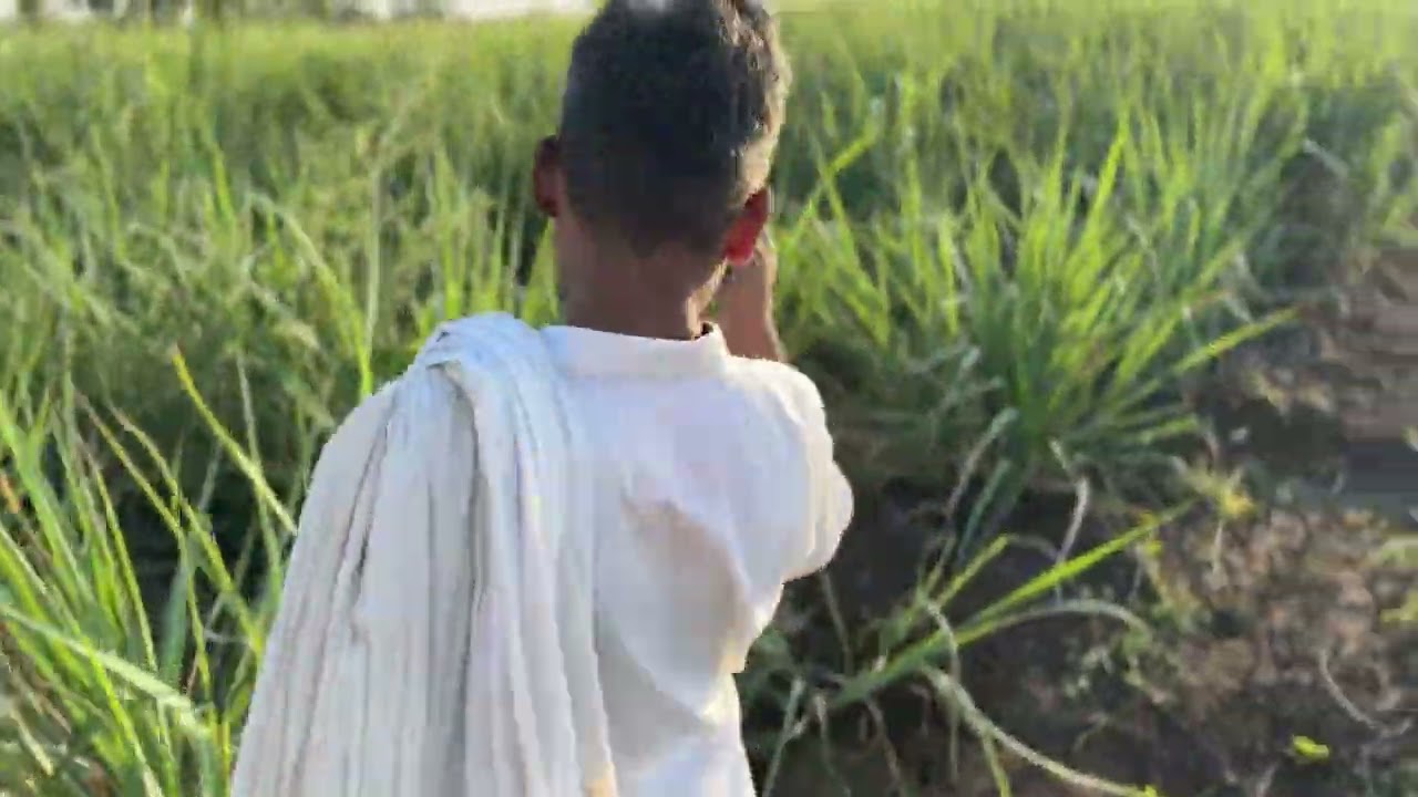 Agronest  ऊस किट वापरून शेतकरी भरघोस उत्पन्न घेत आहे आपल्यासमोर रिझल्ट