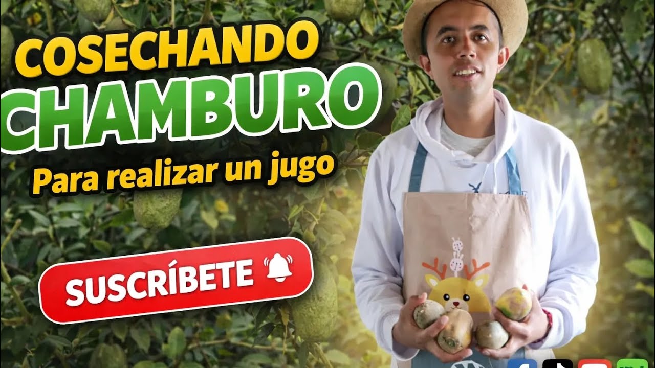 Cosechando chamburo, para realizar un rico jugo de esta fruta de la sierra 