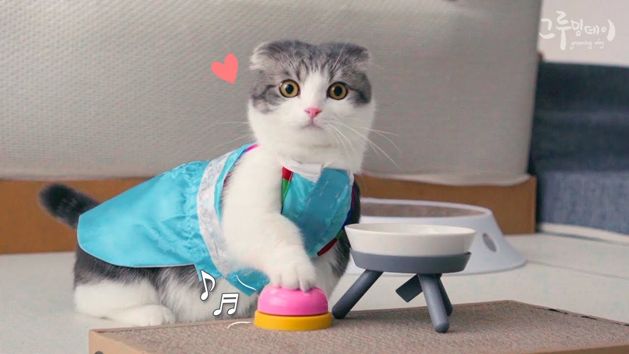 한복입고 더 귀여워진 고양이!