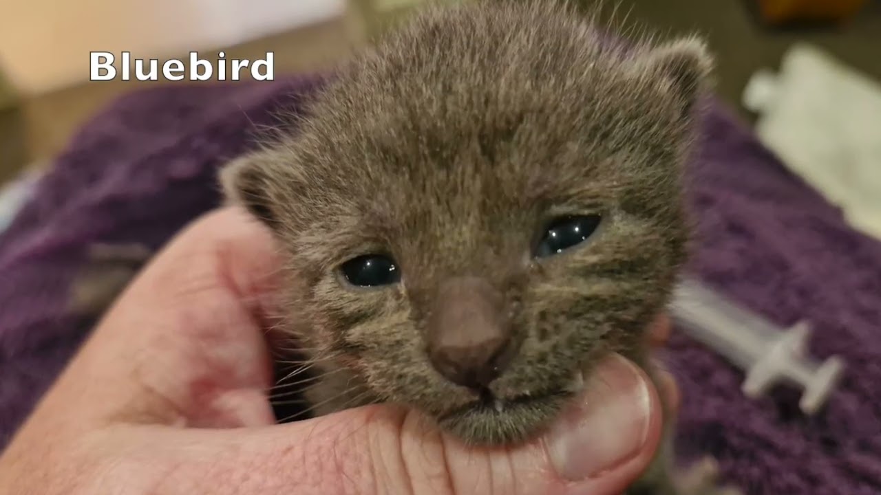 Bird Kittens Wk 2