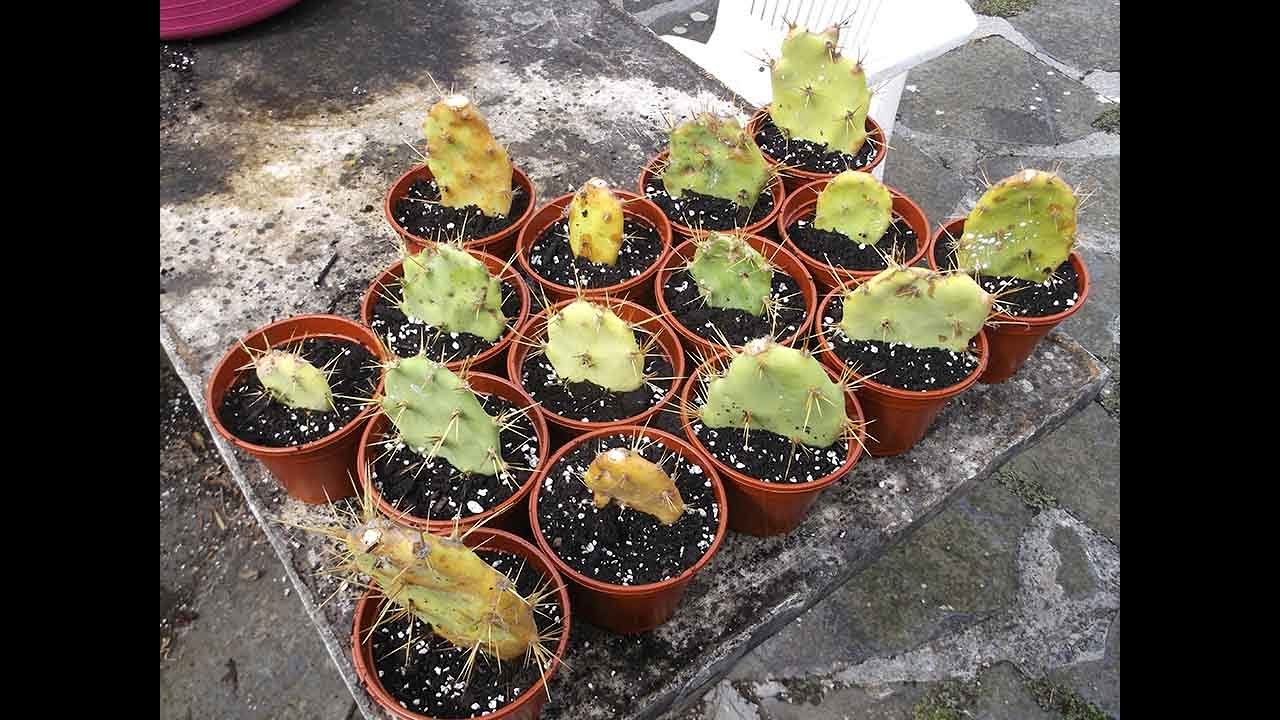 How to grow Cactus from cuttings - Opuntia 'The Prickly Pear' Cactus