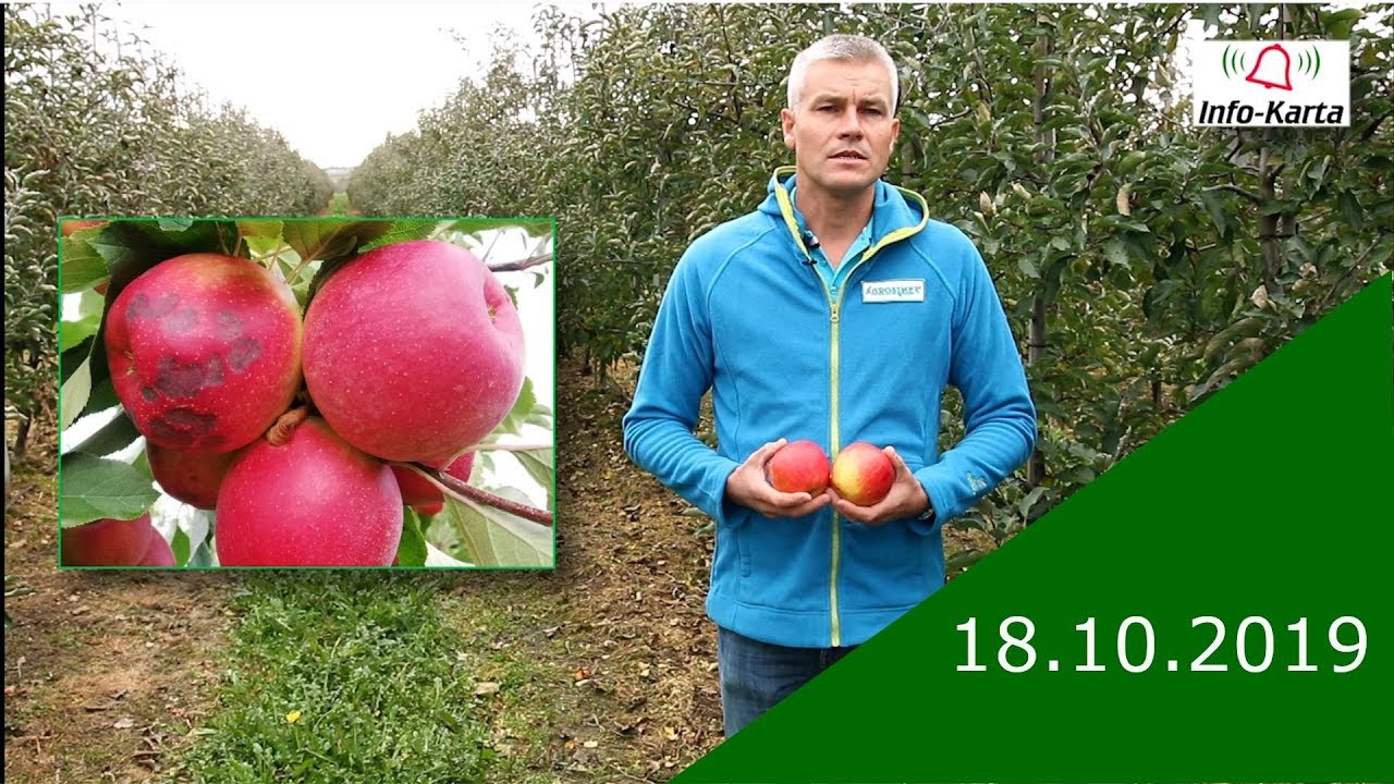 Zabiegi po zbiorach - Komunikat Sadowniczy Agrosimex