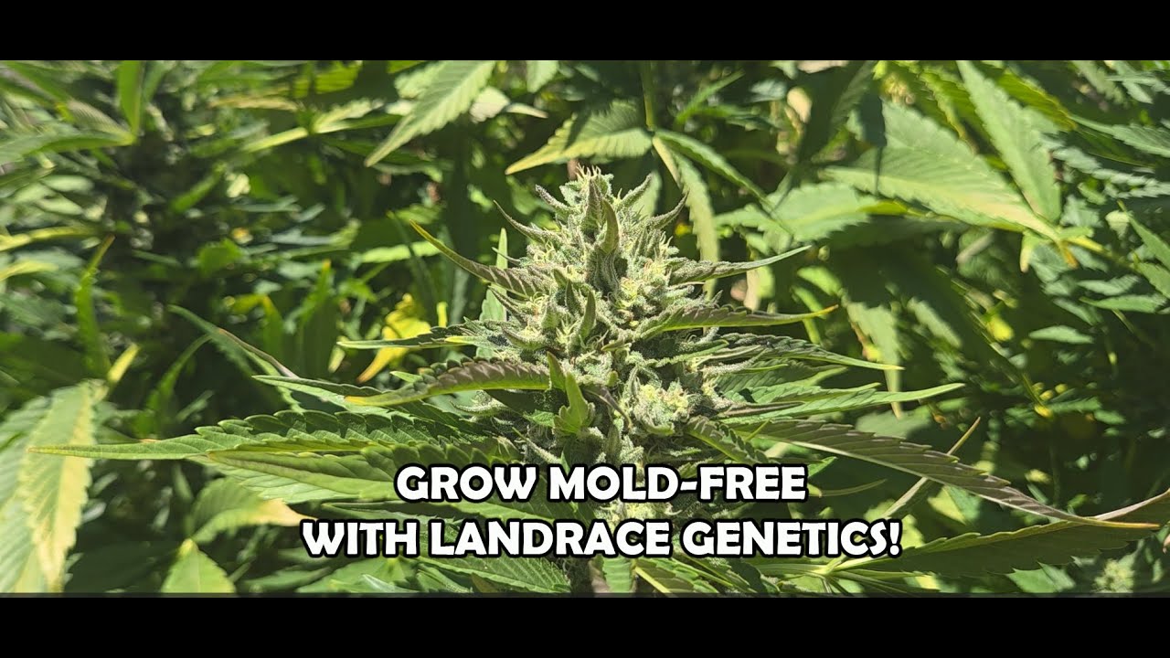 Landrace genetics in general do NOT MOLD!  Landrace vs Modern Polyhybrids
