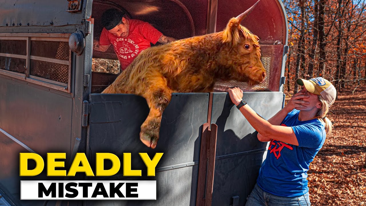This went TERRIBLY WRONG! Highland Cow Goes CRAZY!  HOMESTEAD Problems