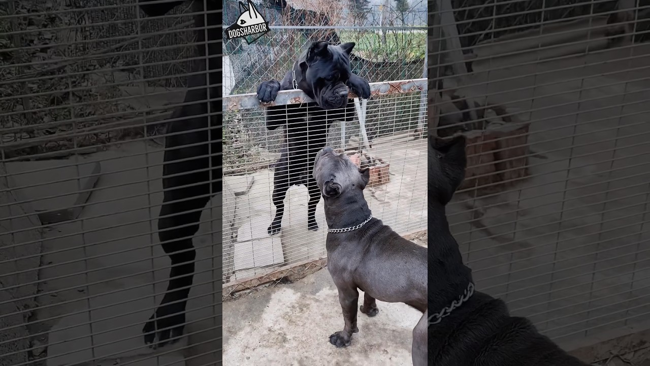 Having A Most Aggressive Cane Corso Dog in Military #dogs #dog #shorts